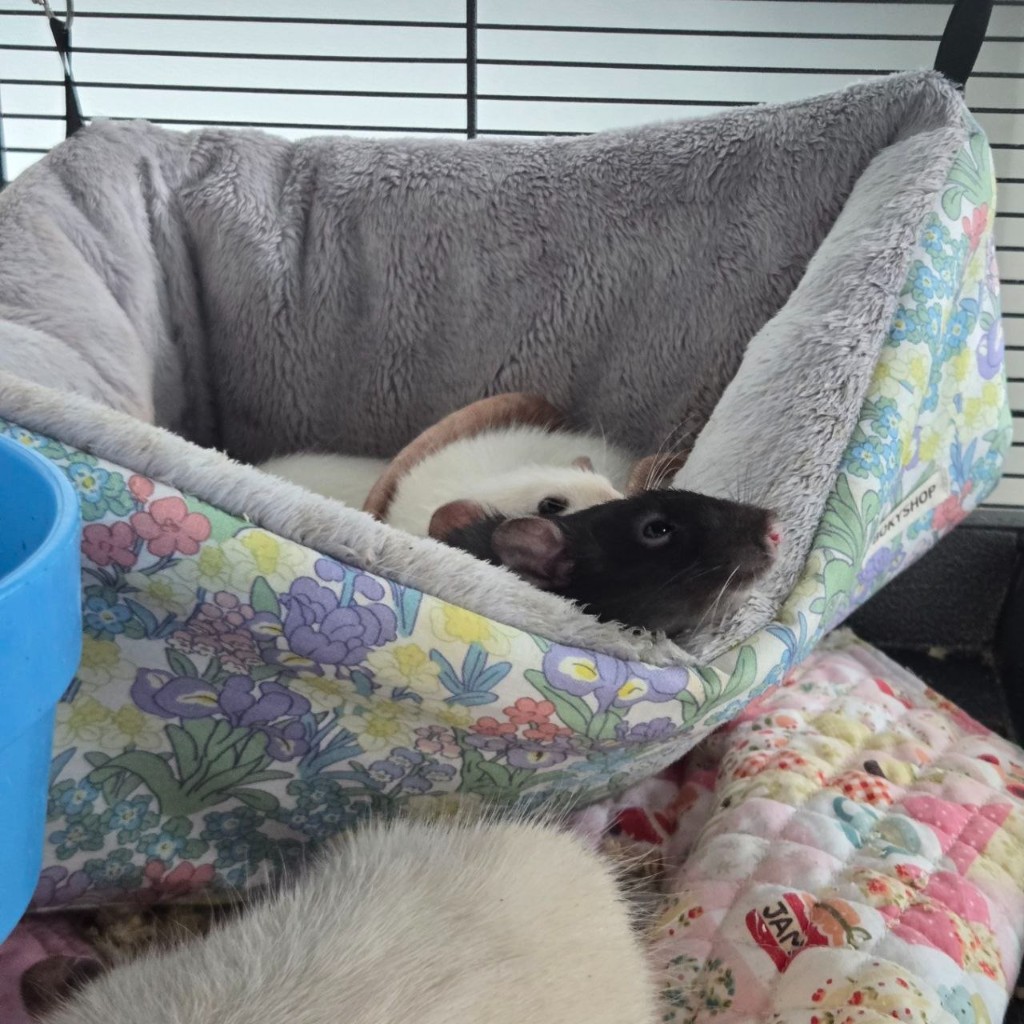 two rats in a hammock